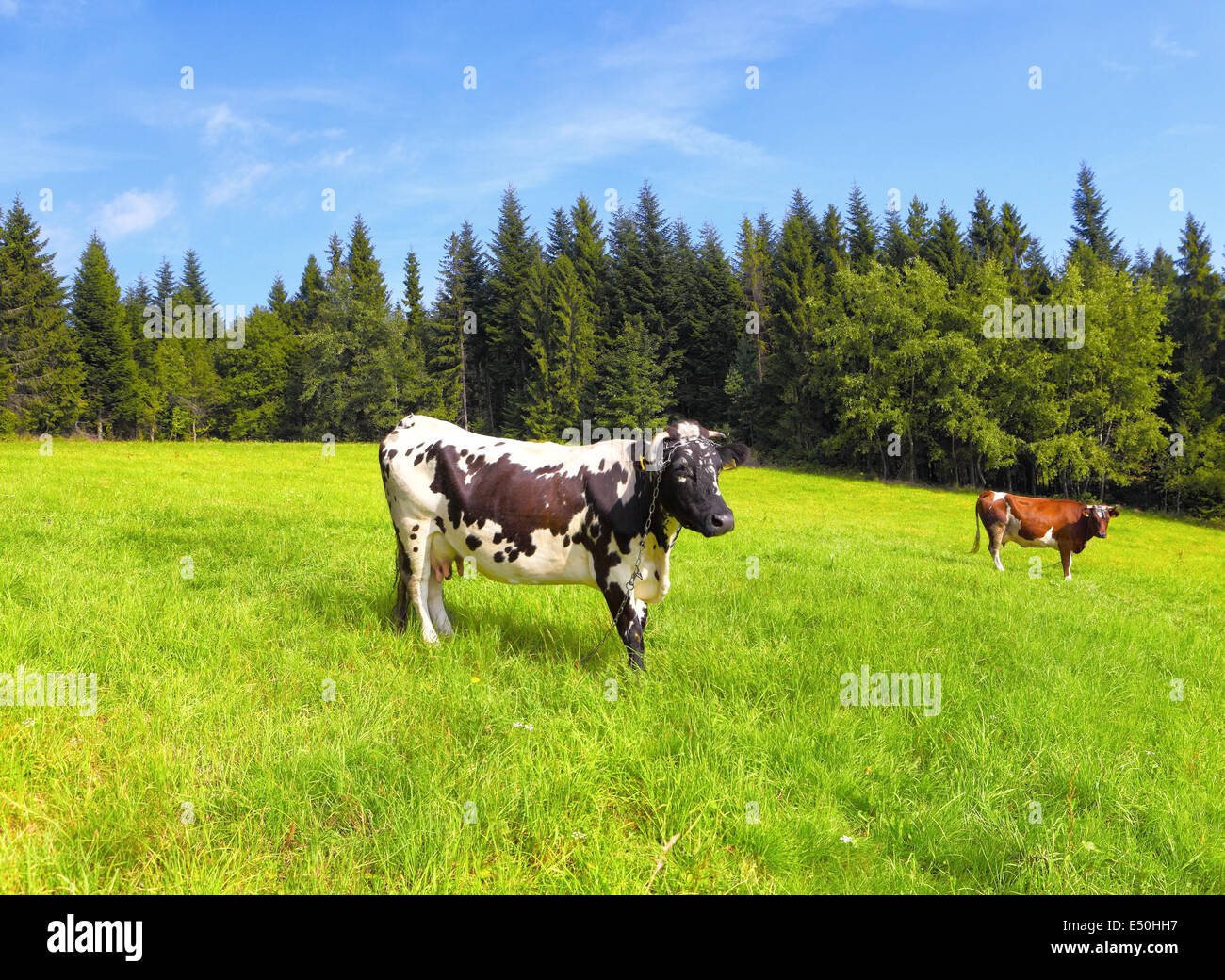 Cows on a summer pasture Stock Photo - Alamy