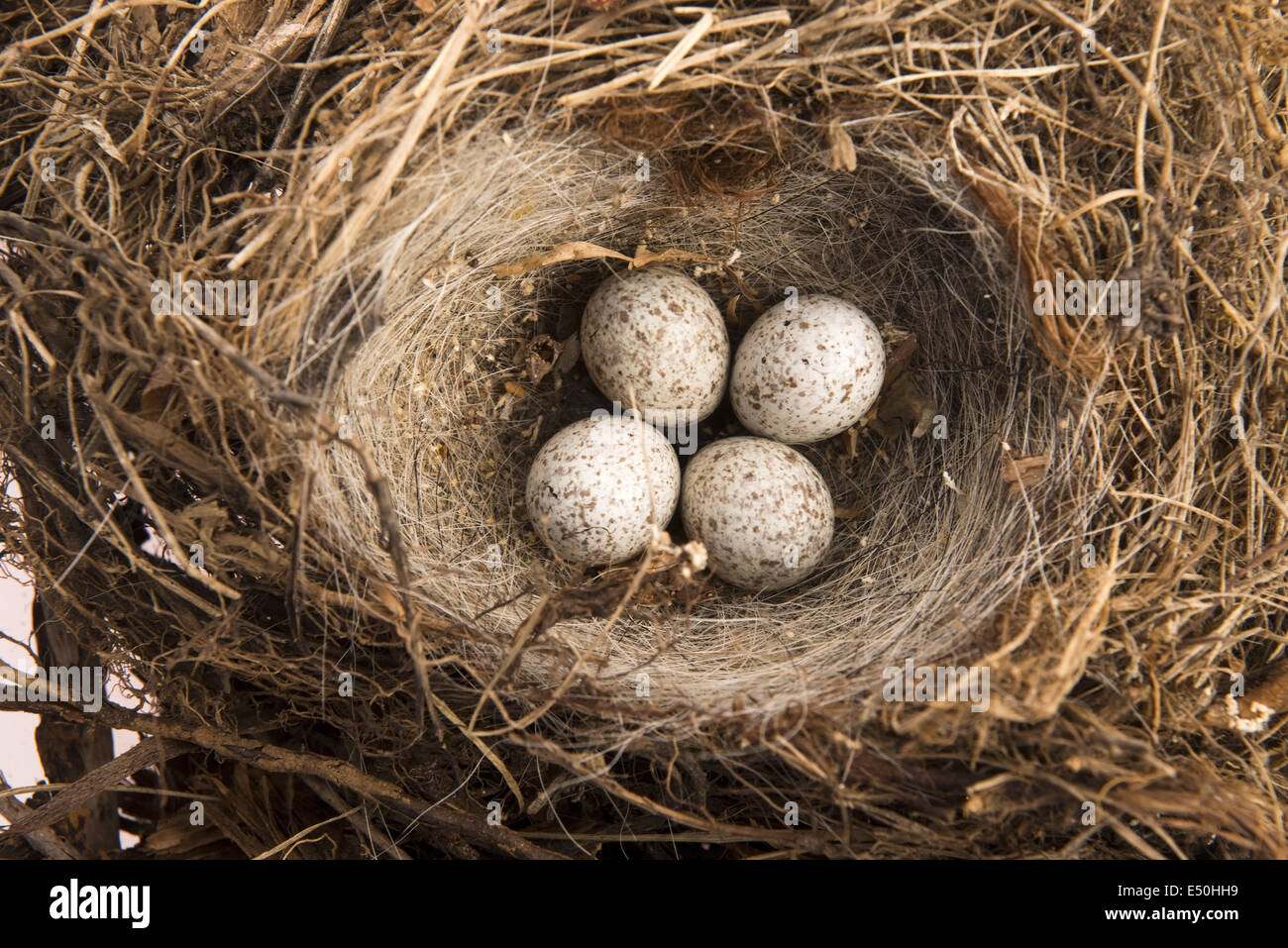 Bird eggs in nest hires stock photography and images Alamy