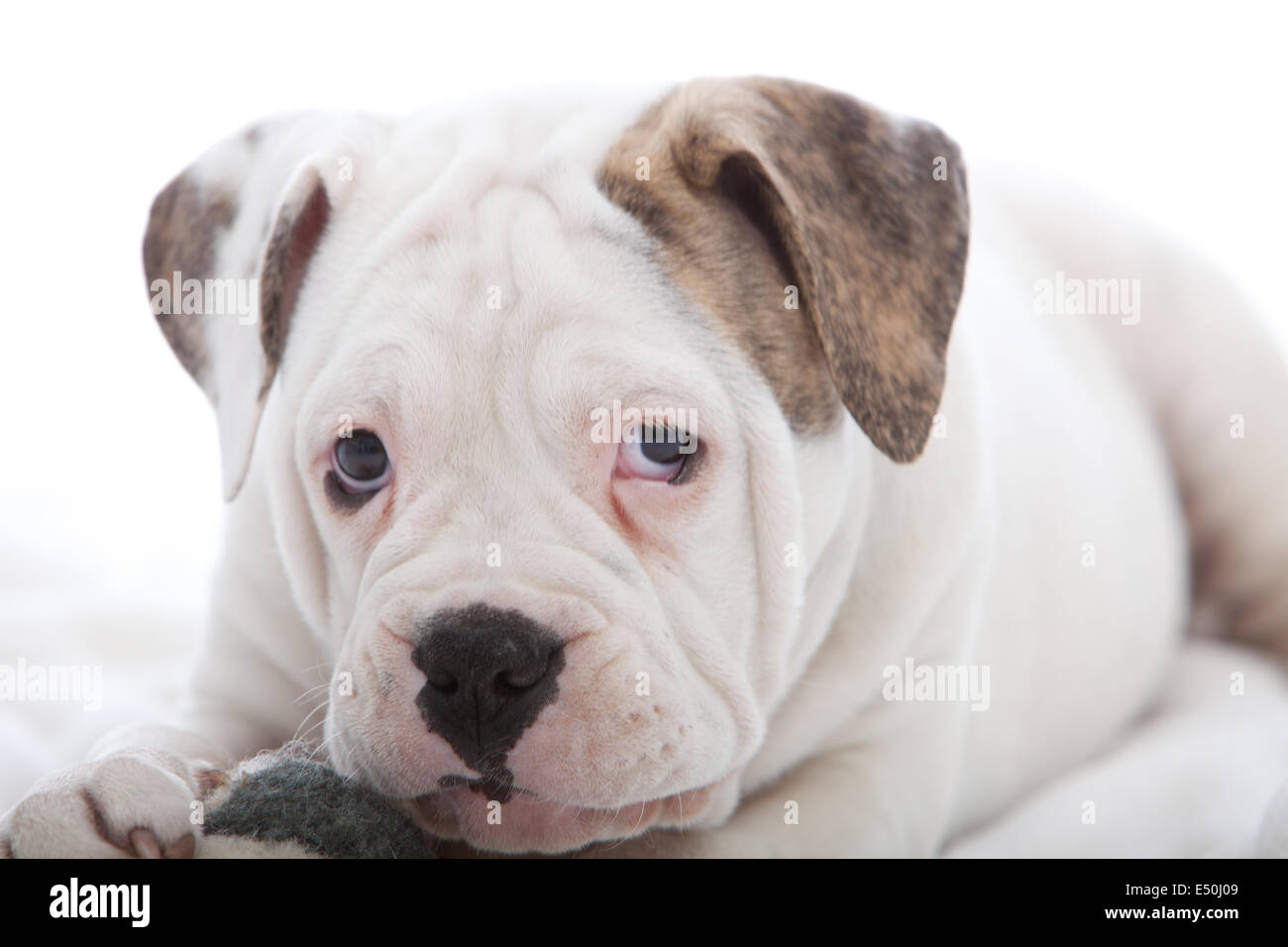 Cute young dog with sad droopy eyes Stock Photo