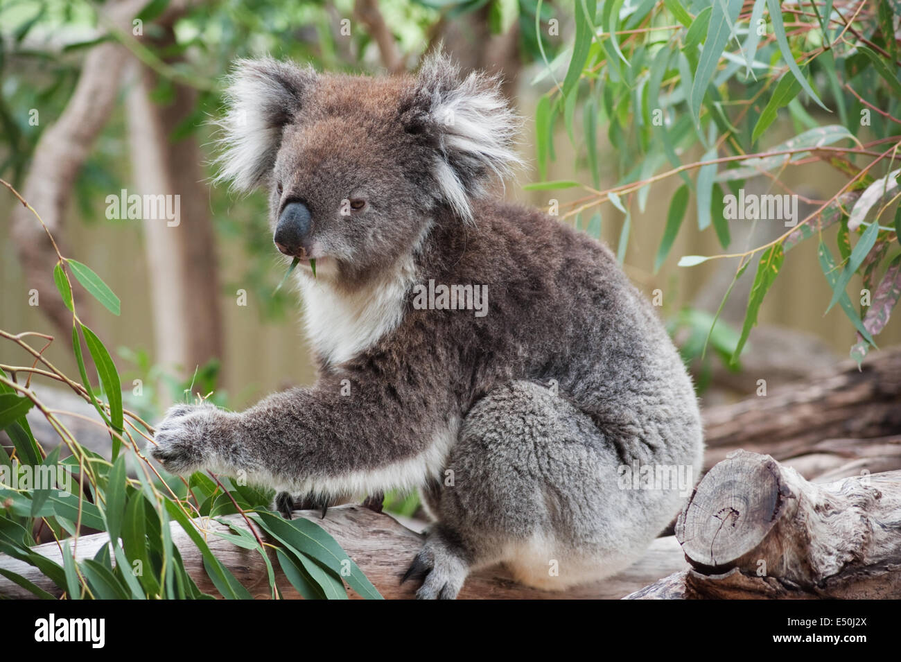 native Australian Koala Stock Photo Alamy