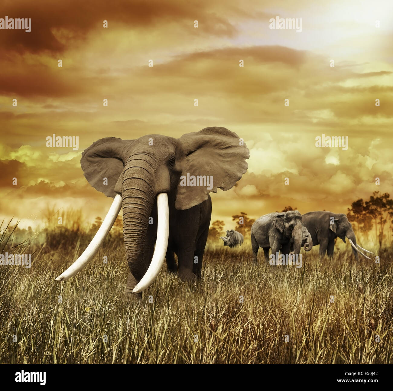 Elephants At Sunset Stock Photo