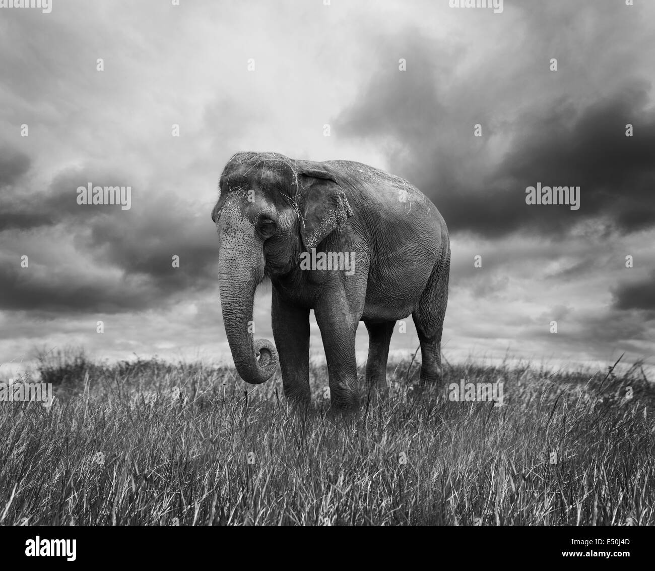 Elephant grass Black and White Stock Photos & Images - Alamy