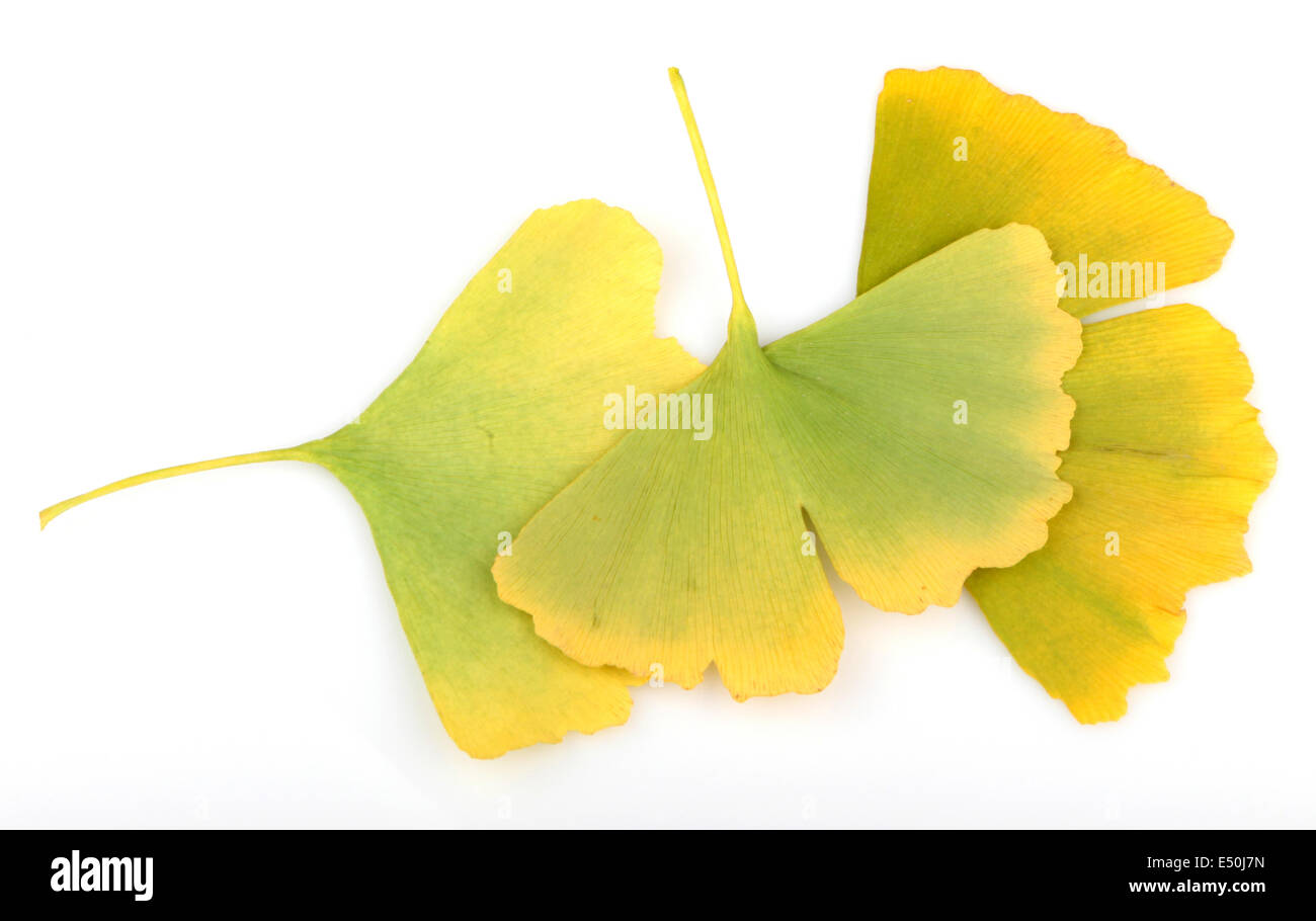 Ginkgo Biloba Leaves Stock Photo