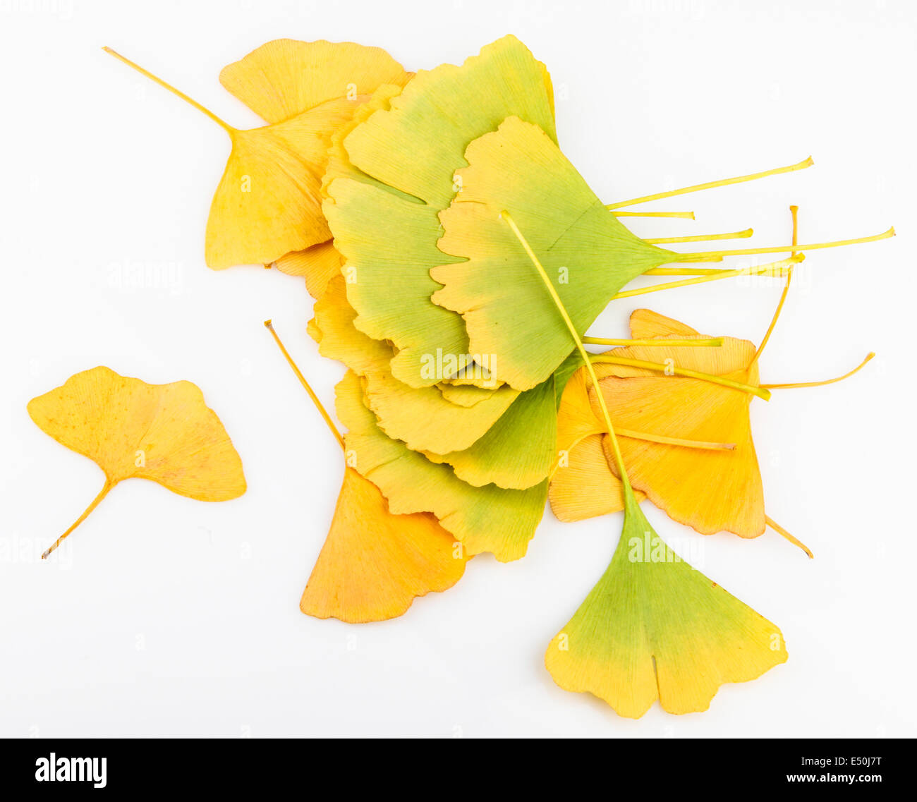 Ginkgo Biloba Leaves Stock Photo