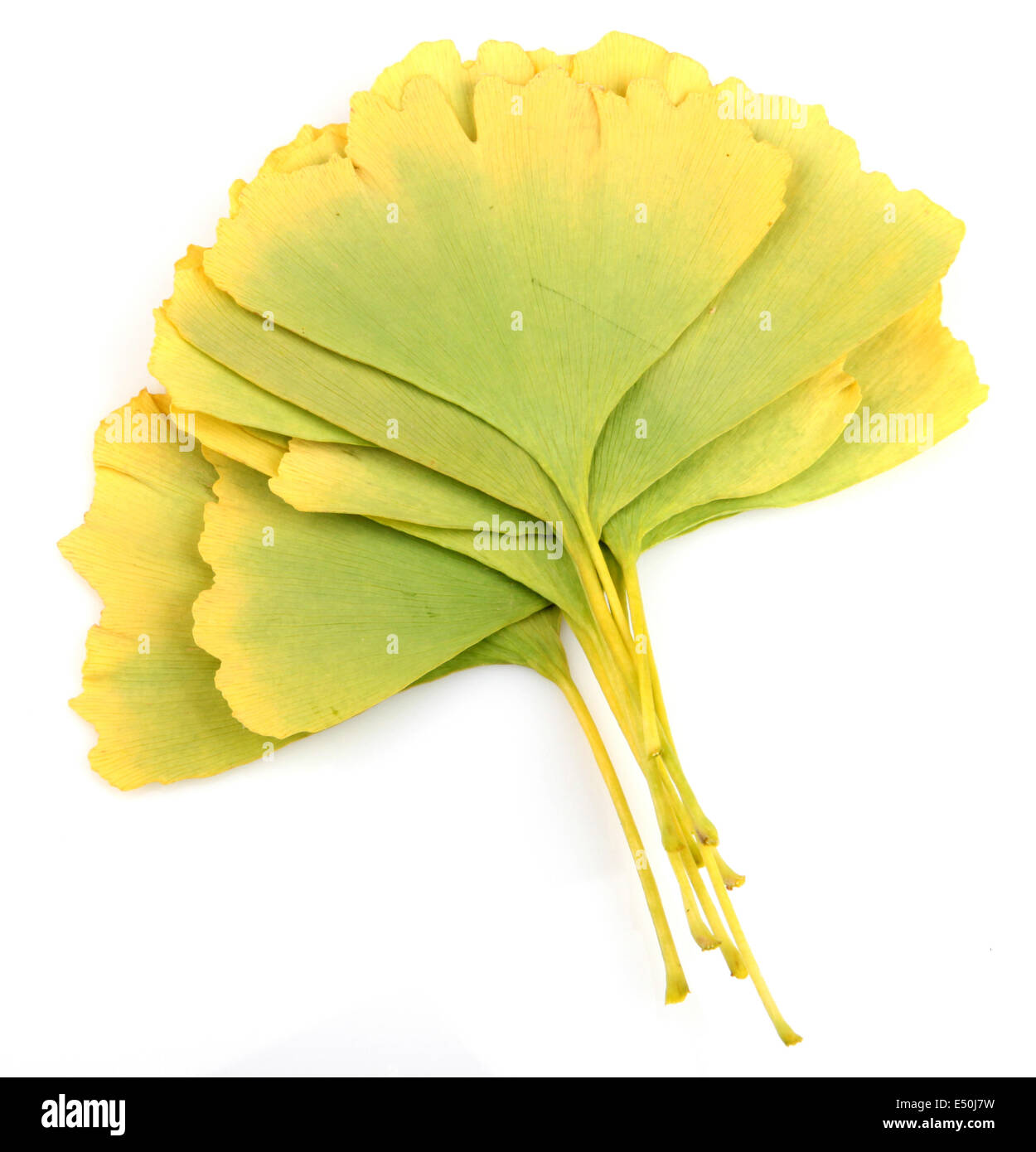 Ginkgo Biloba Leaves Stock Photo