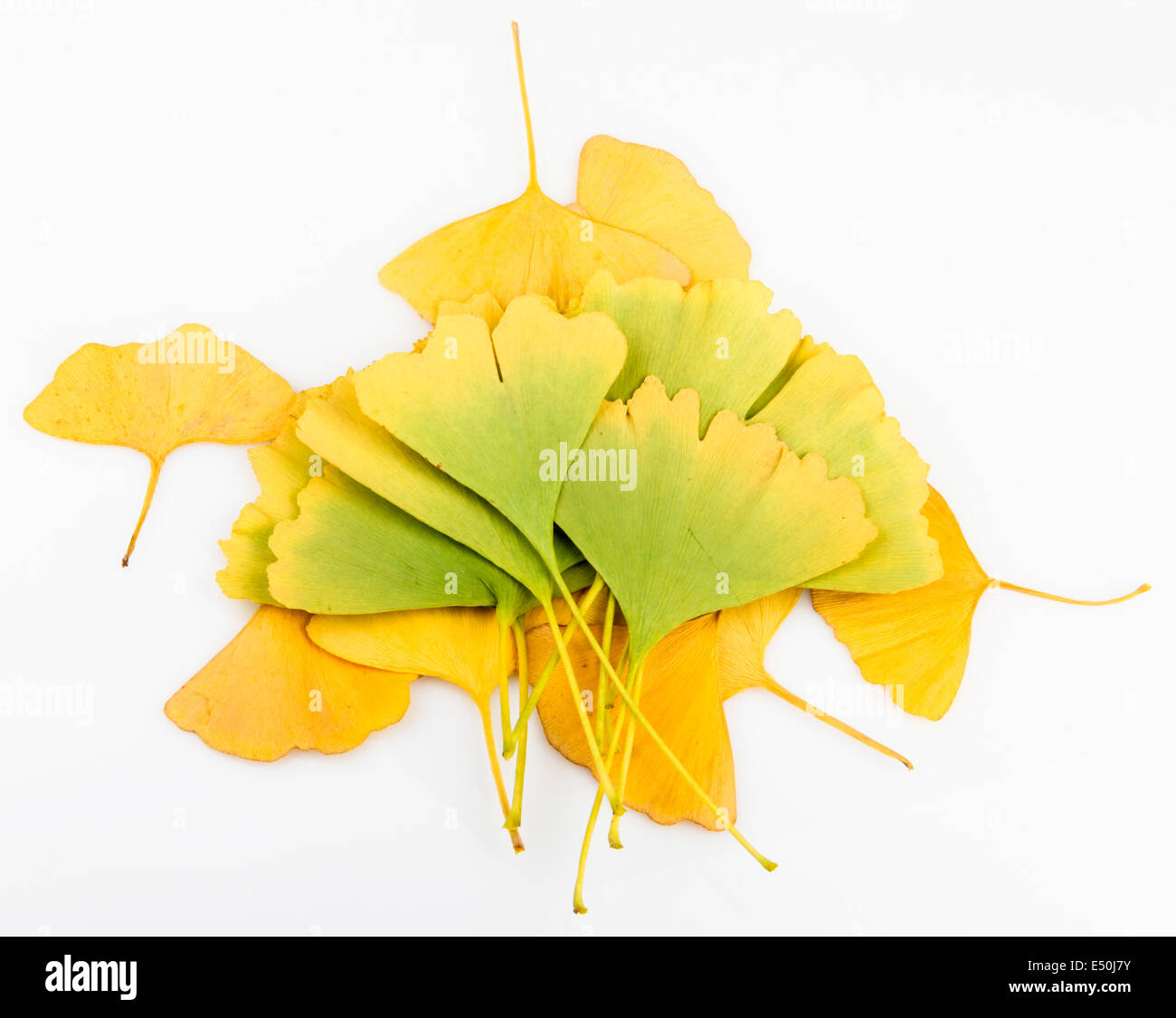 Ginkgo Biloba Leaves Stock Photo