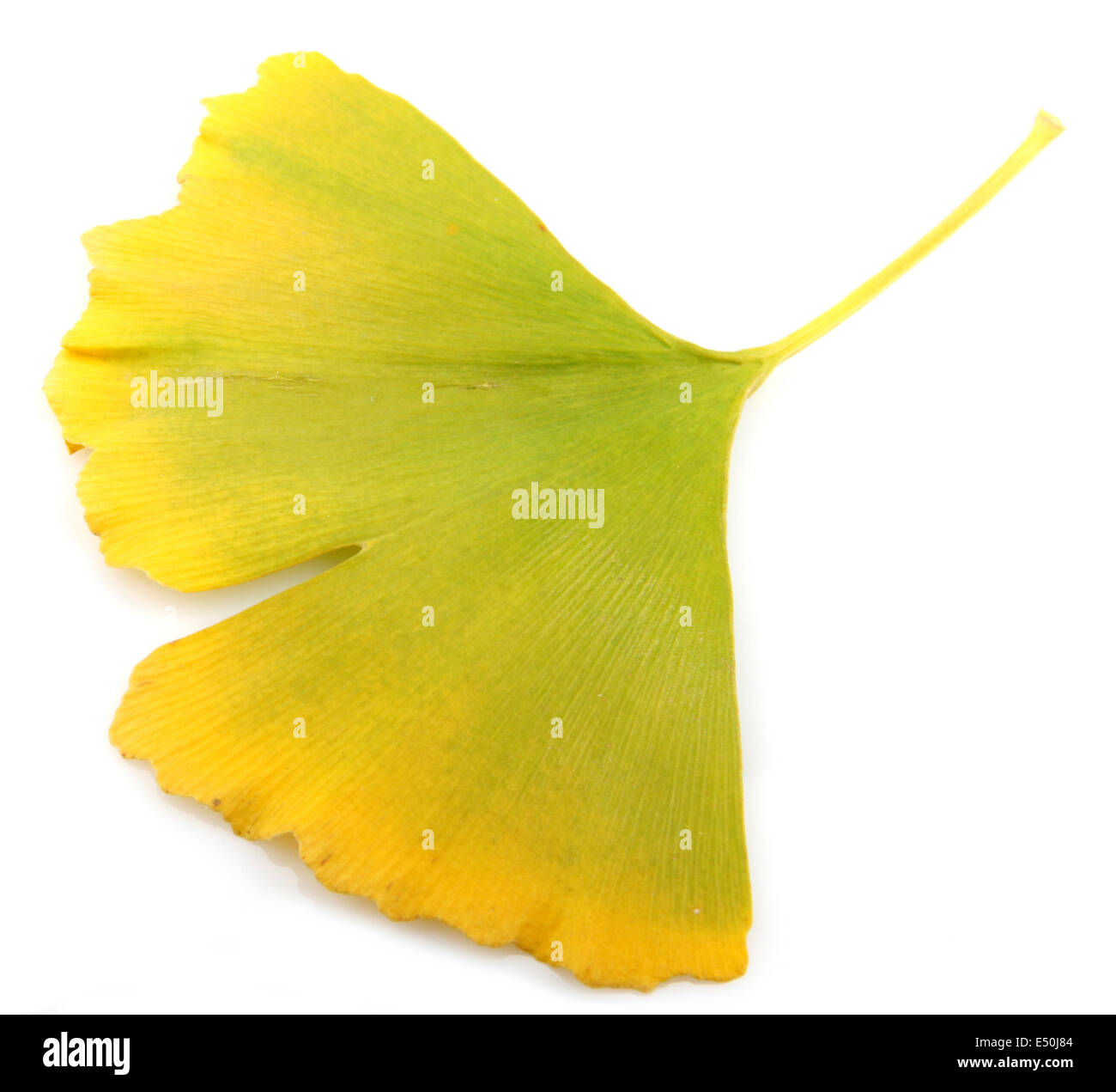 Ginkgo Biloba Leaves Stock Photo