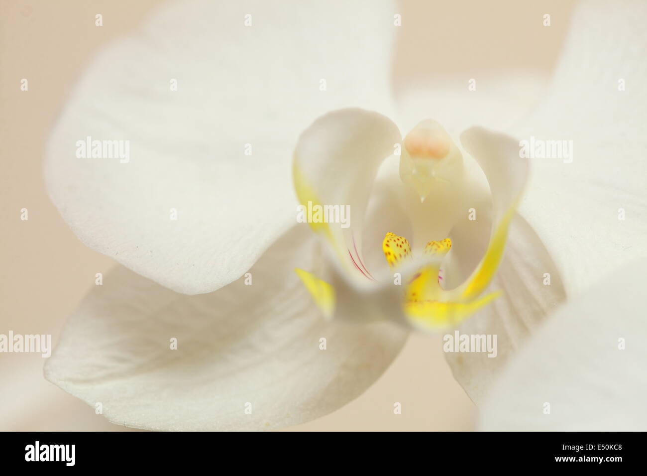 Phalaenopsis. White orchid close up Stock Photo Alamy
