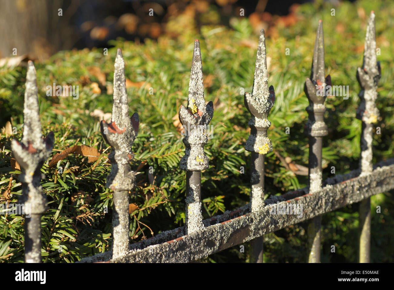 Medal-fence with lichens Stock Photo