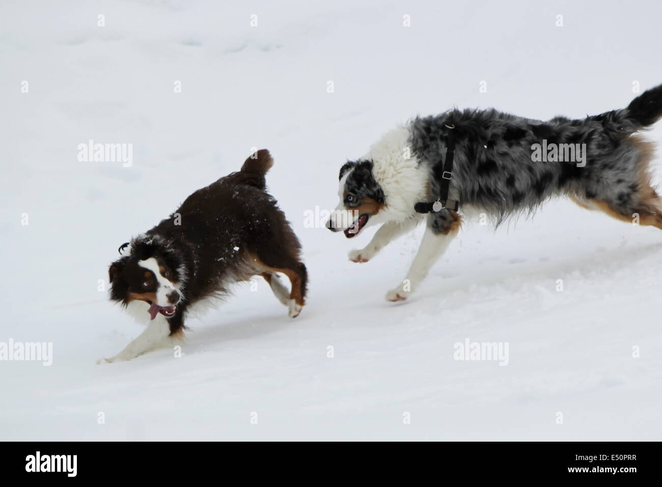 Australian shepherds playing in the snow Stock Photo