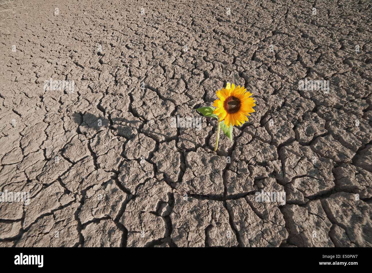 Growing plant hires stock photography and images Alamy