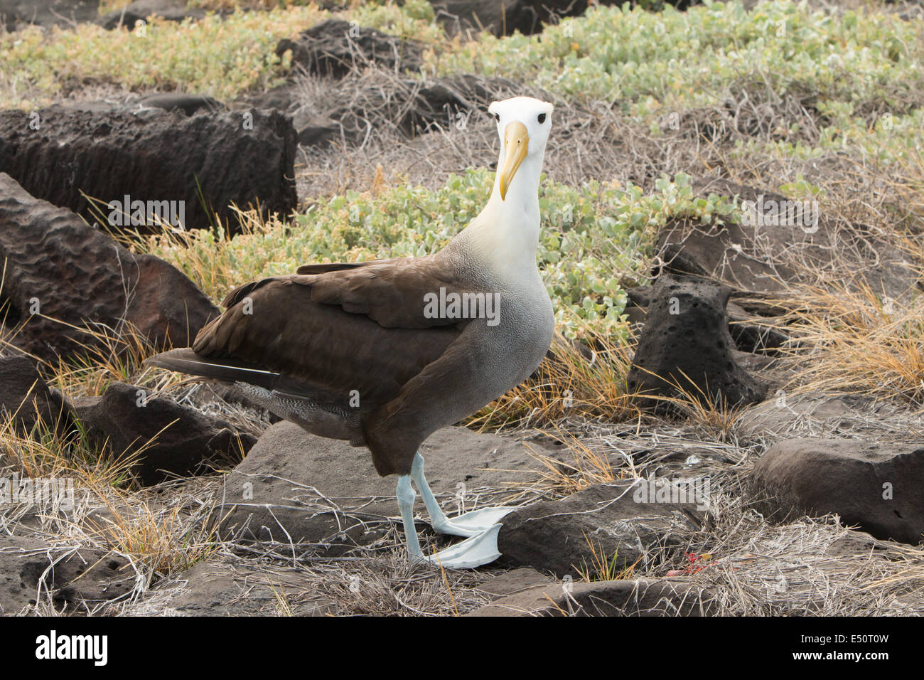 Albatross of the Galapagos Islands Stock Photo - Alamy