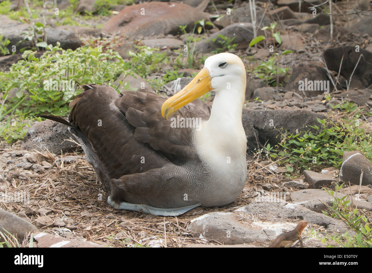 Albatross of the Galapagos Islands Stock Photo - Alamy
