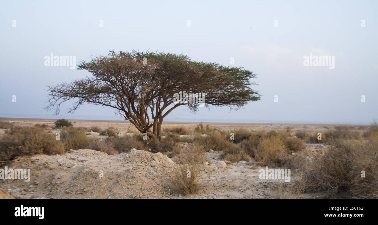 Tree in desert Stock Photo Alamy