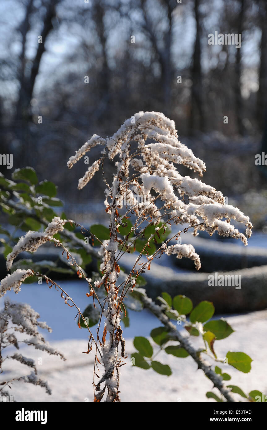 Goldenrod seeds hi-res stock photography and images - Alamy