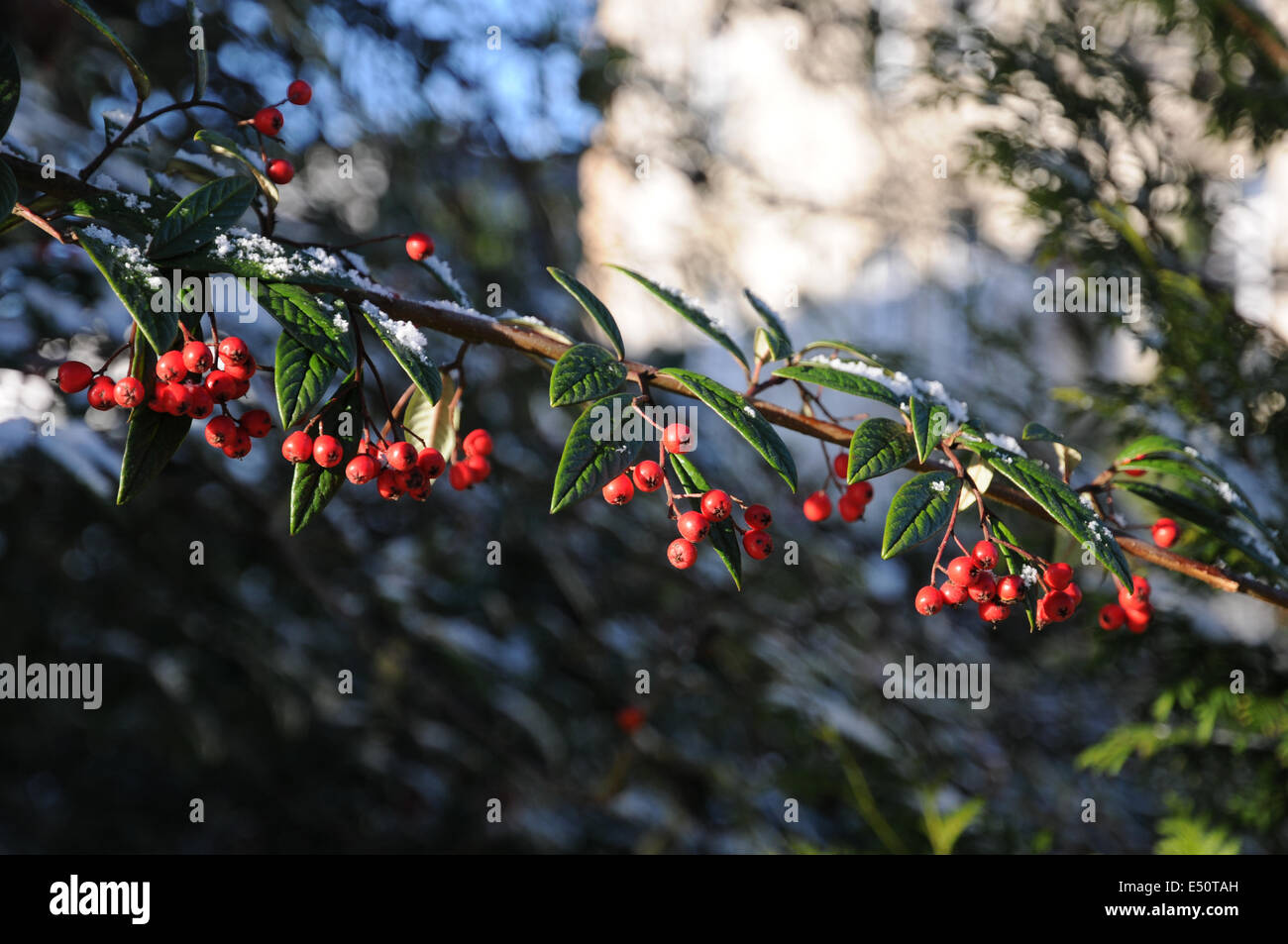 Willow-leaf Cotoneaster Stock Photo