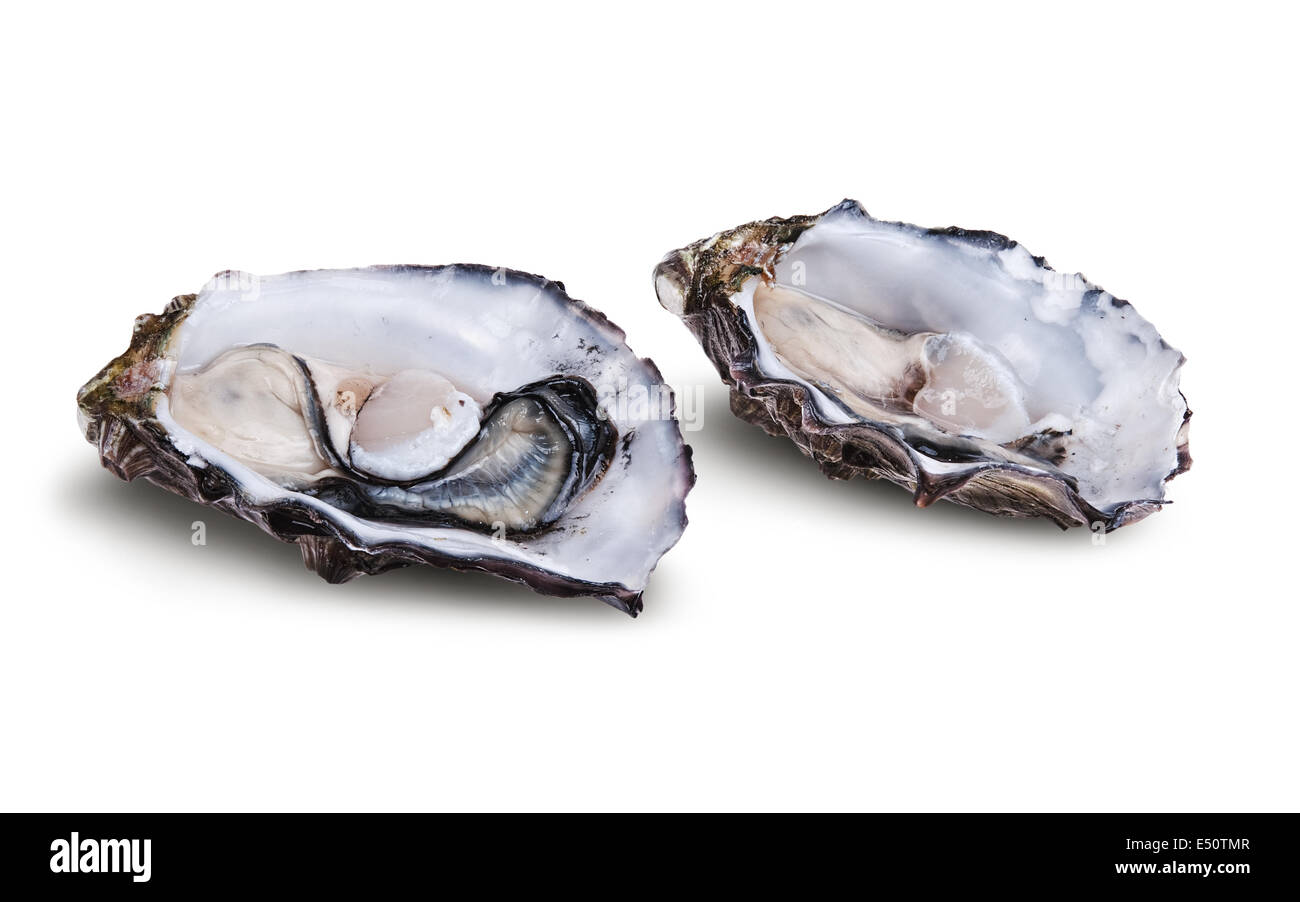 Fresh opened oysters Stock Photo