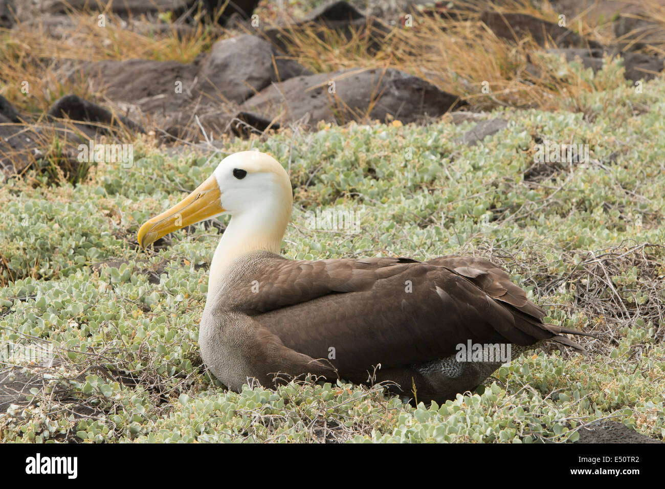 Albatross of the Galapagos Islands Stock Photo - Alamy