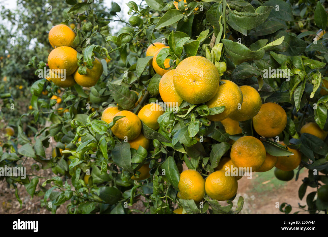 Tangerine grove Stock Photo