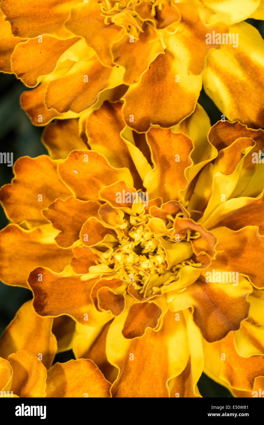 Details of flowers shapes and texture Stock Photo Alamy