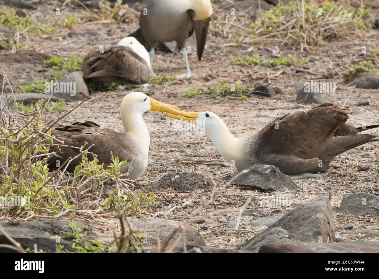 Albatross of the Galapagos Islands Stock Photo - Alamy