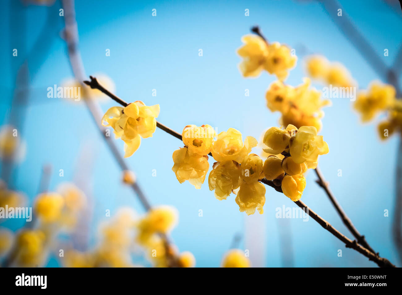 yellow wintersweet flower Stock Photo