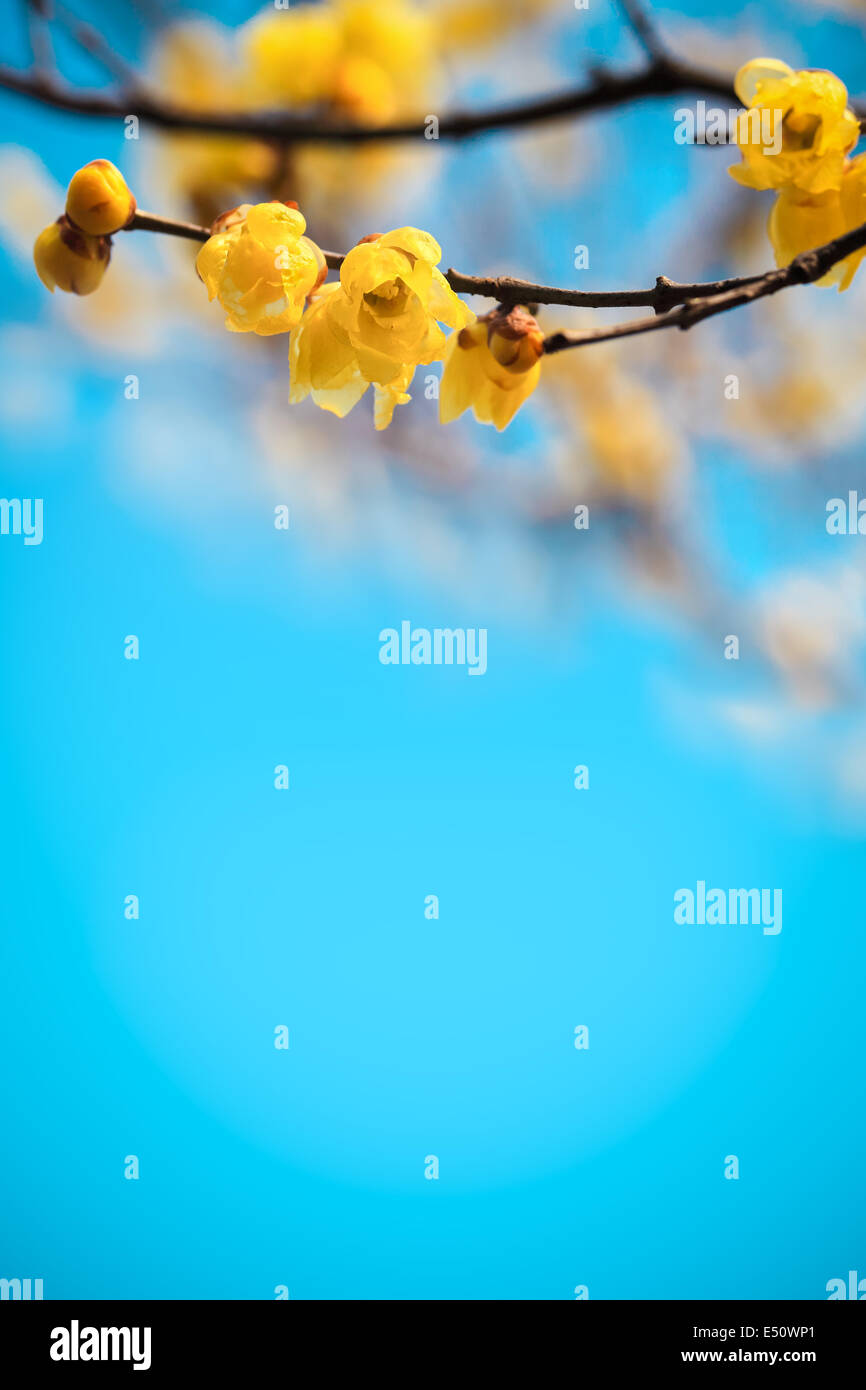 yellow plum blossom in winte Stock Photo