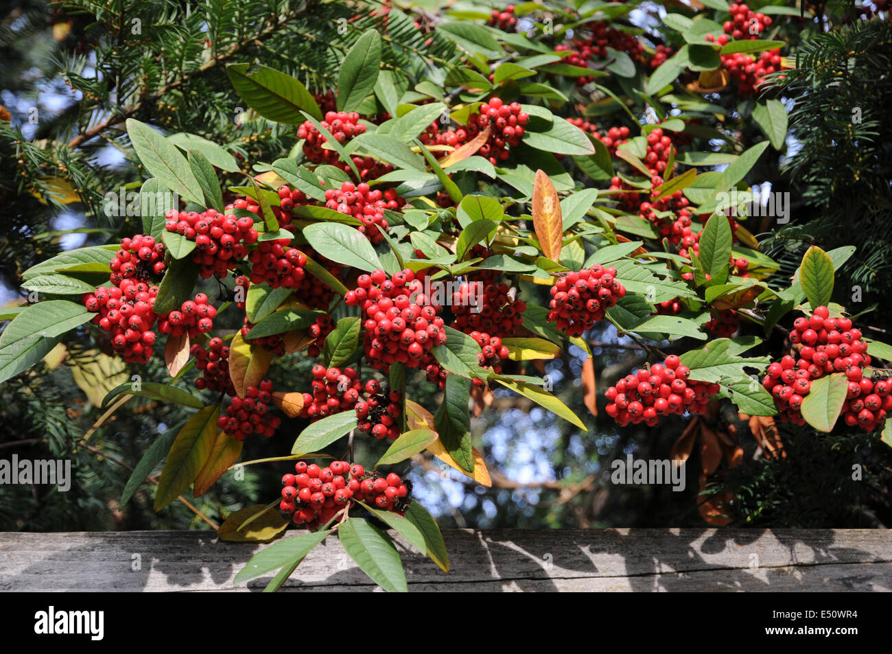 Willowleaf Cotoneaster Stock Photo