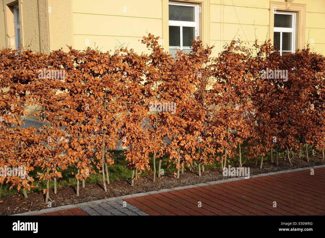 Beech-hedge Stock Photo