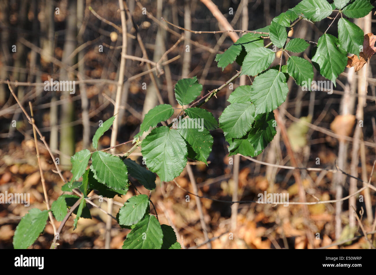 Blackberry leaves and flowers hires stock photography and images Alamy