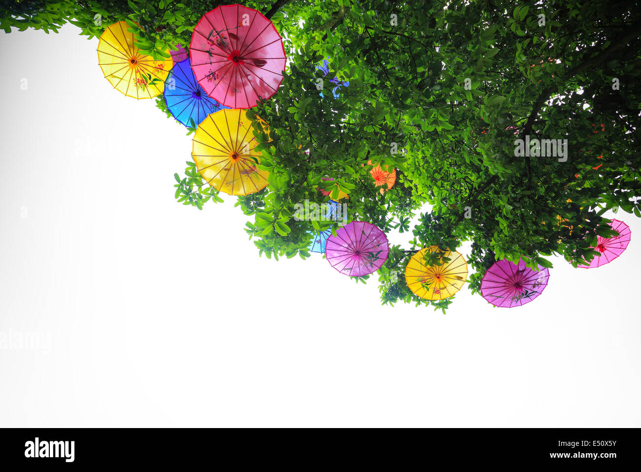 oiled paper umbrella hung in a tree Stock Photo