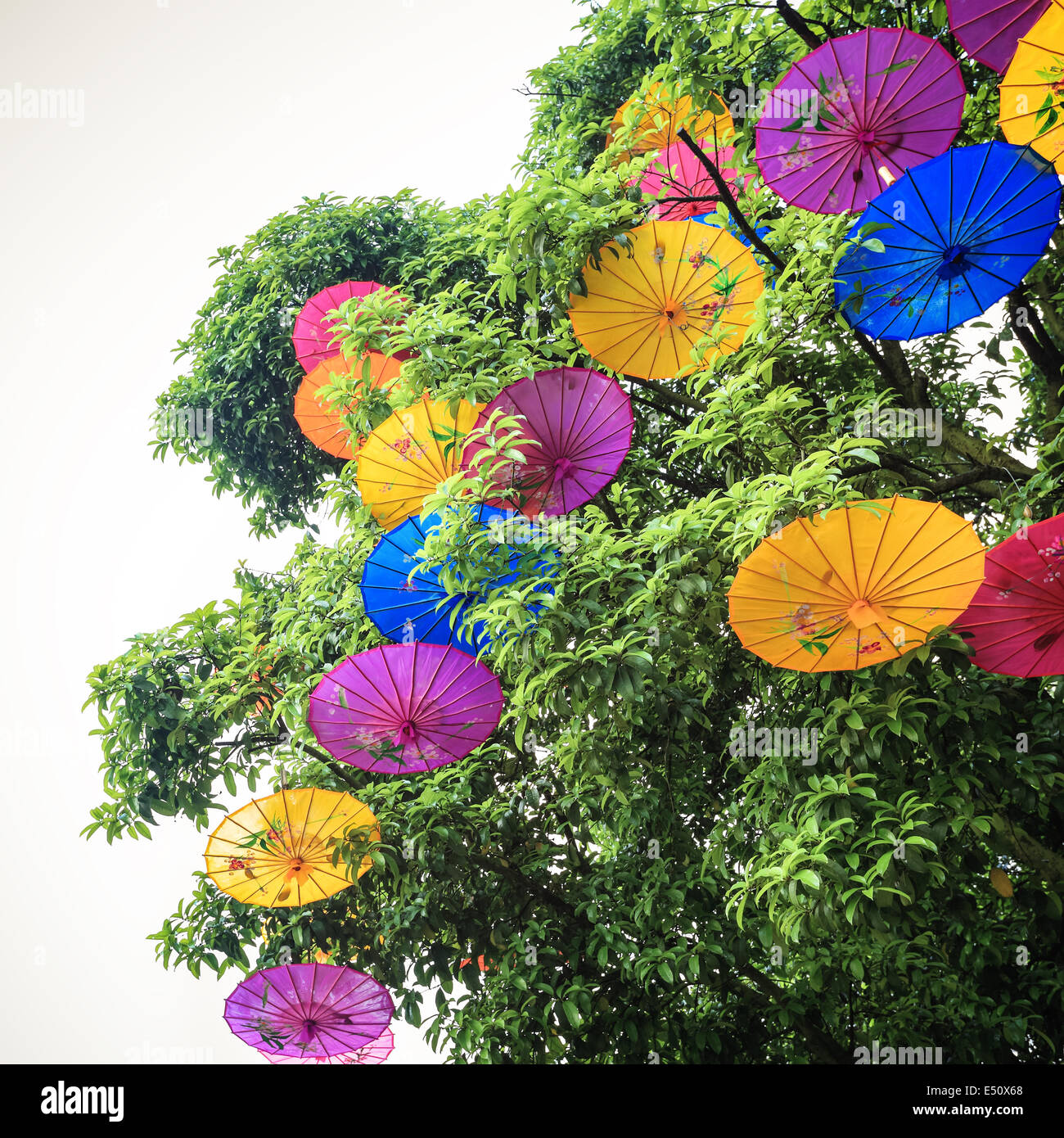 oiled paper umbrella hung in a tree Stock Photo