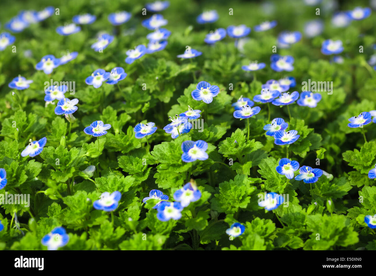 blue small flower Stock Photo