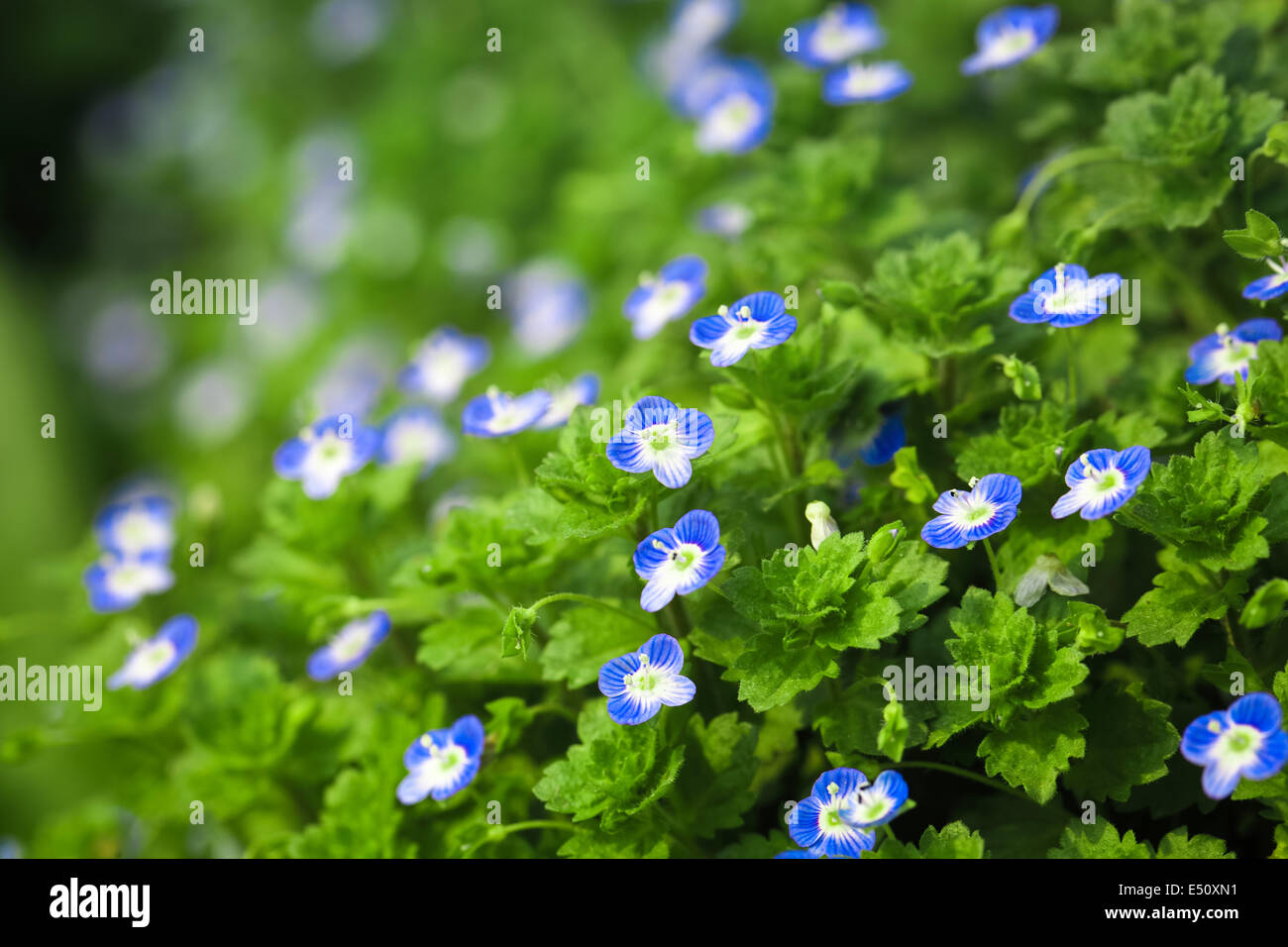 blue small flower in spring Stock Photo