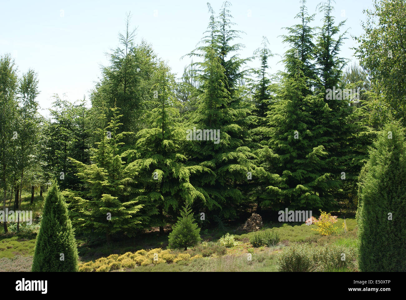 Himalayan cedars Stock Photo