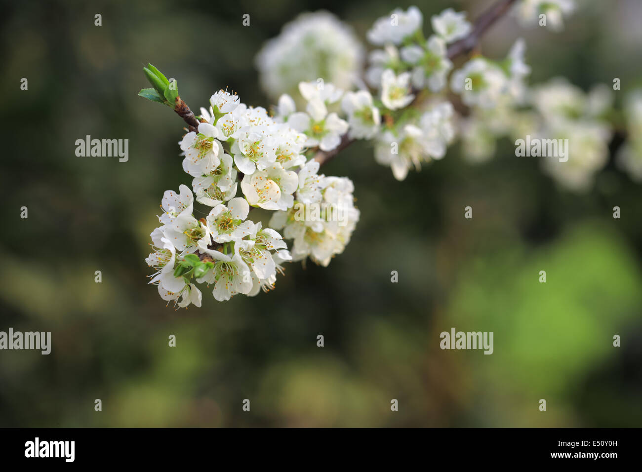 white flower of plum tree Stock Photo