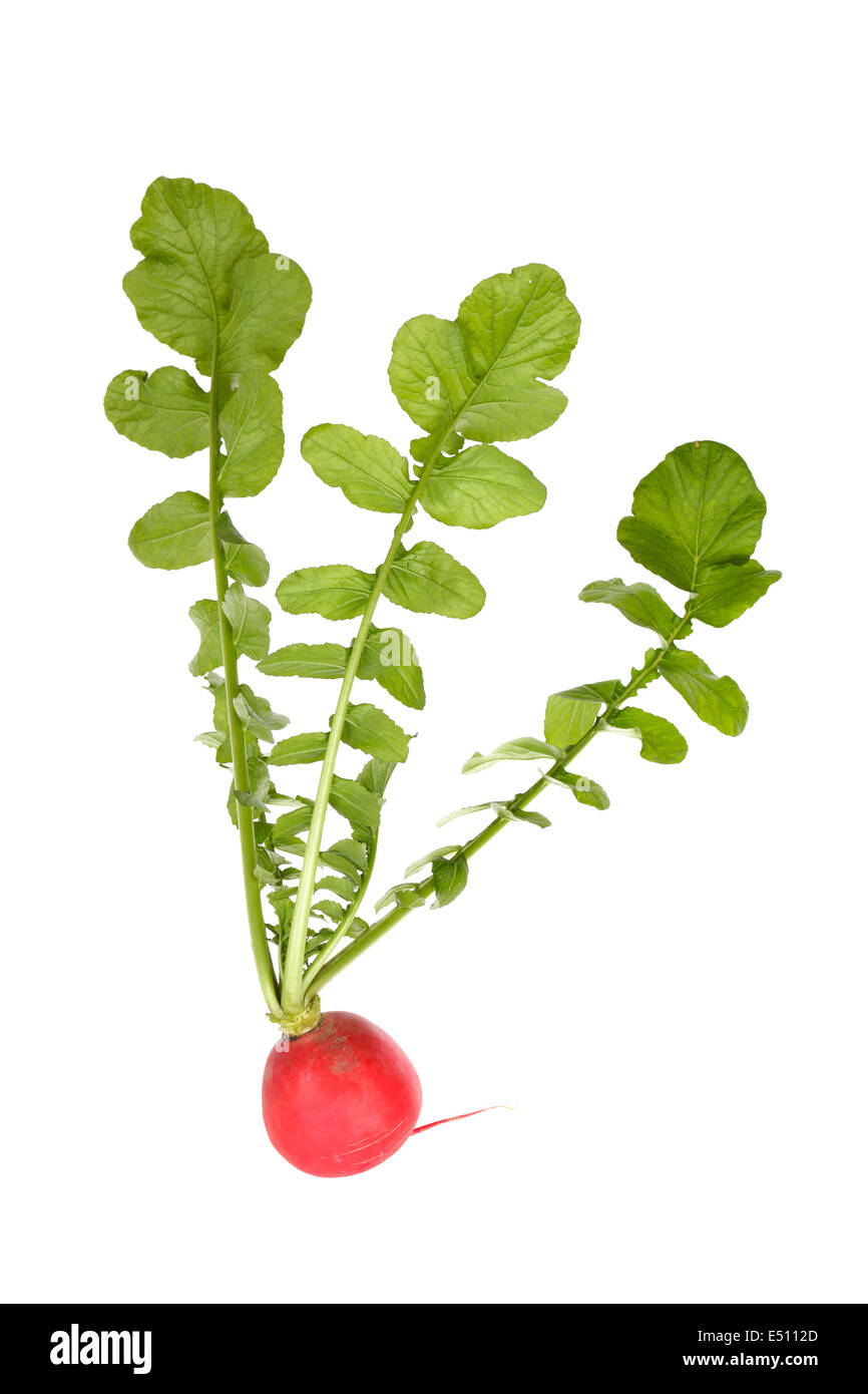 red radish isolated Stock Photo