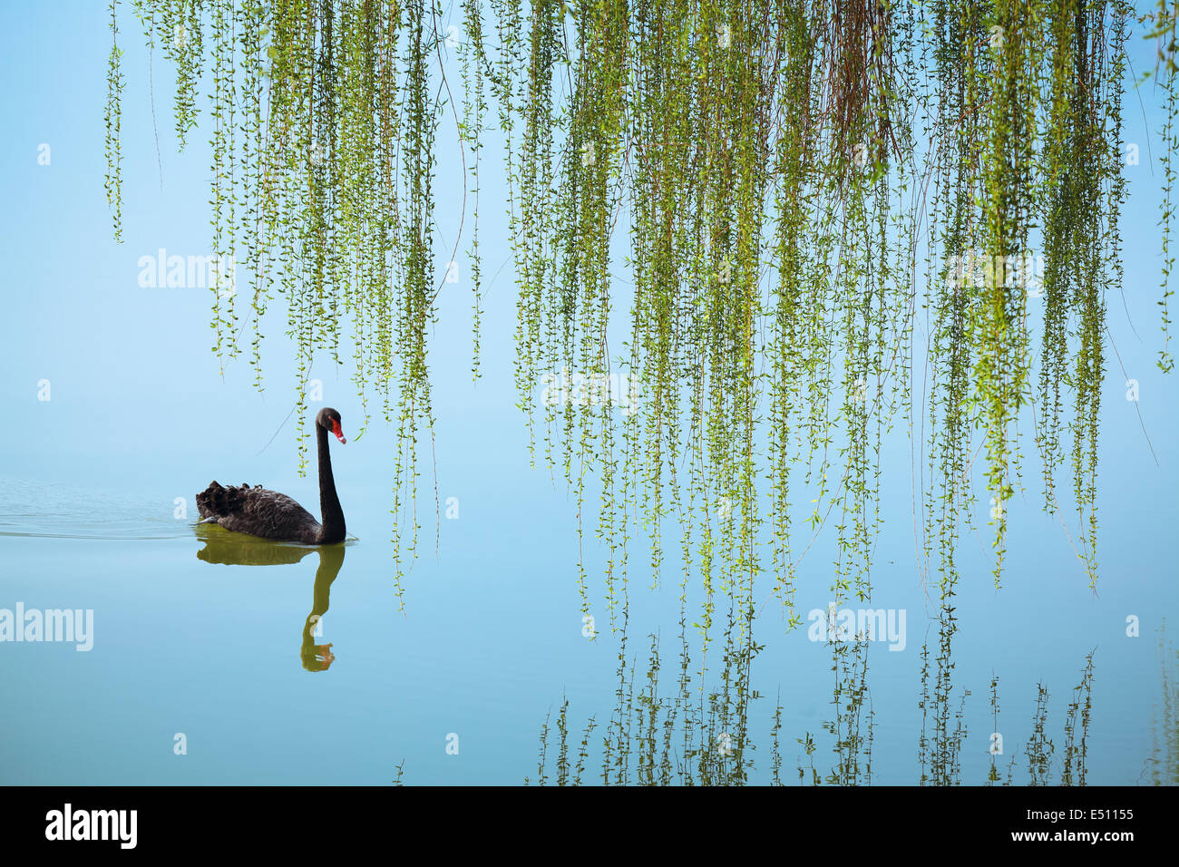 weeping willow and black swan Stock Photo