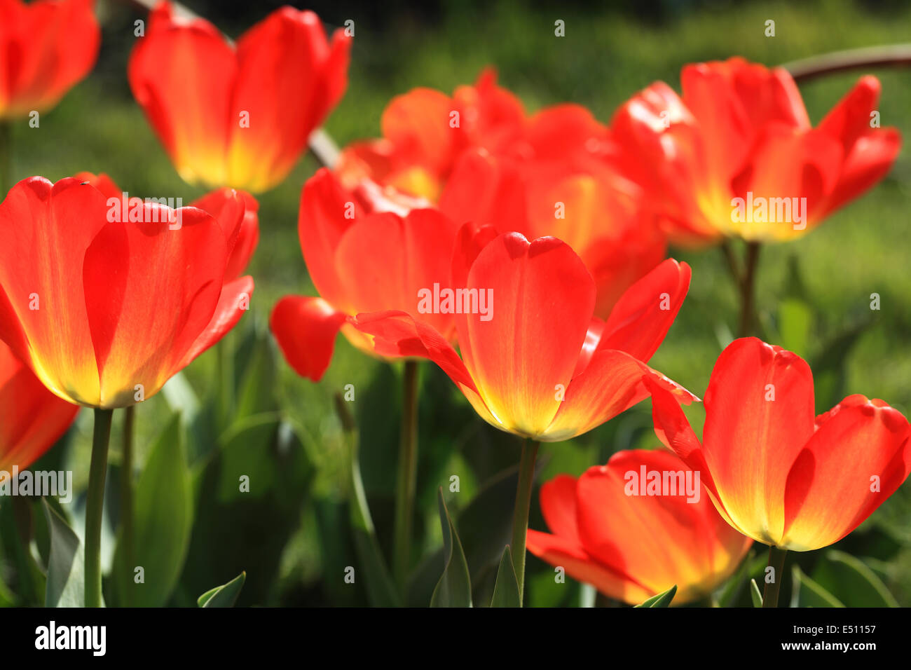 colorful tulips closeup Stock Photo