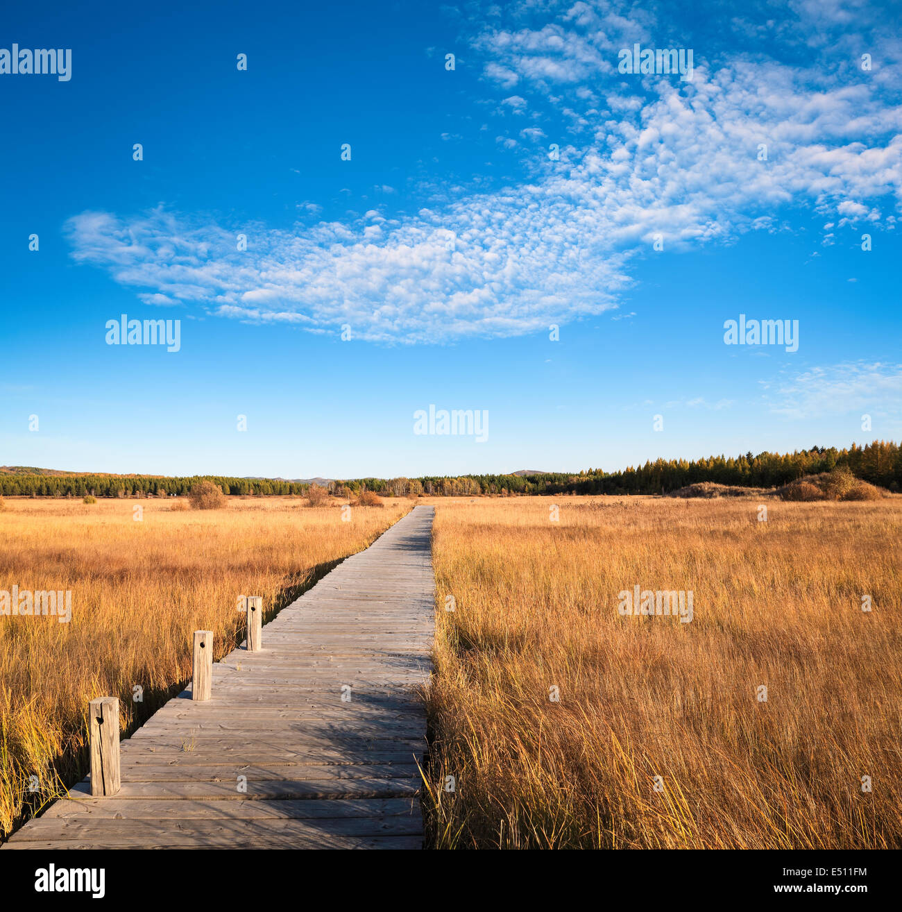 beautiful wetland park in autumn Stock Photo