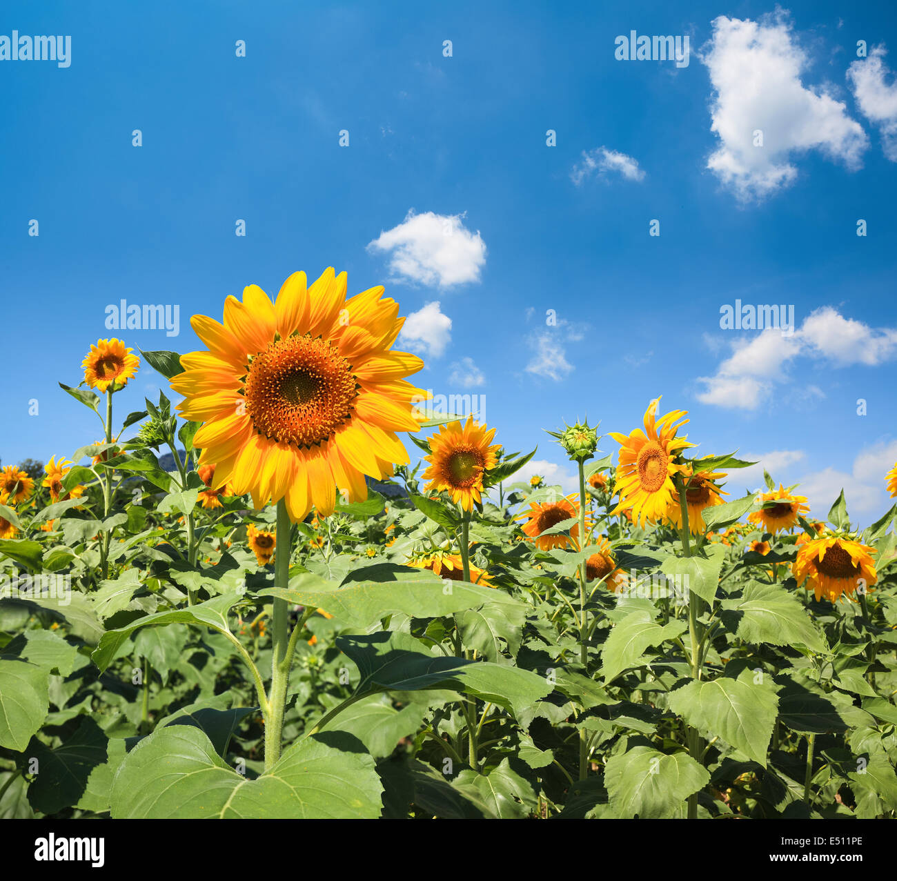 blooming sunflower Stock Photo Alamy