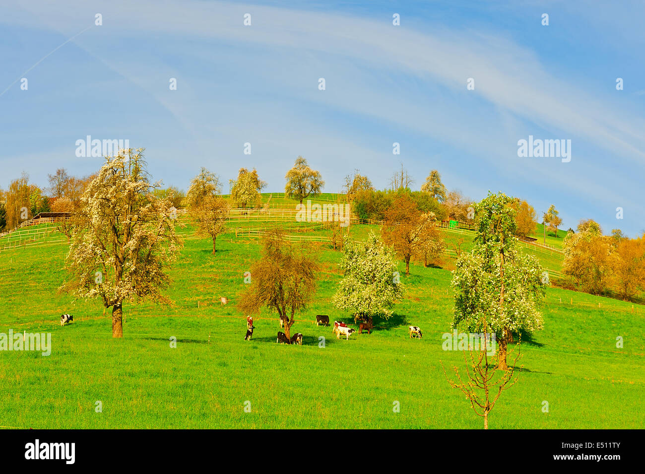 Europe flower pasture hi-res stock photography and images - Alamy