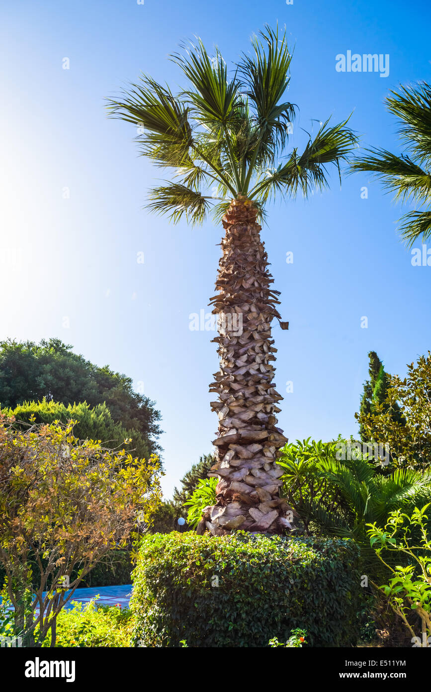 Palm tree landscape Stock Photo - Alamy