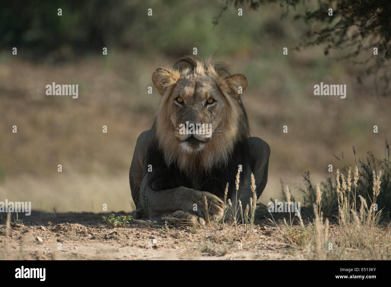 Black maned lion (Panthera Leo), Kgalagadi, South Africa Stock Photo