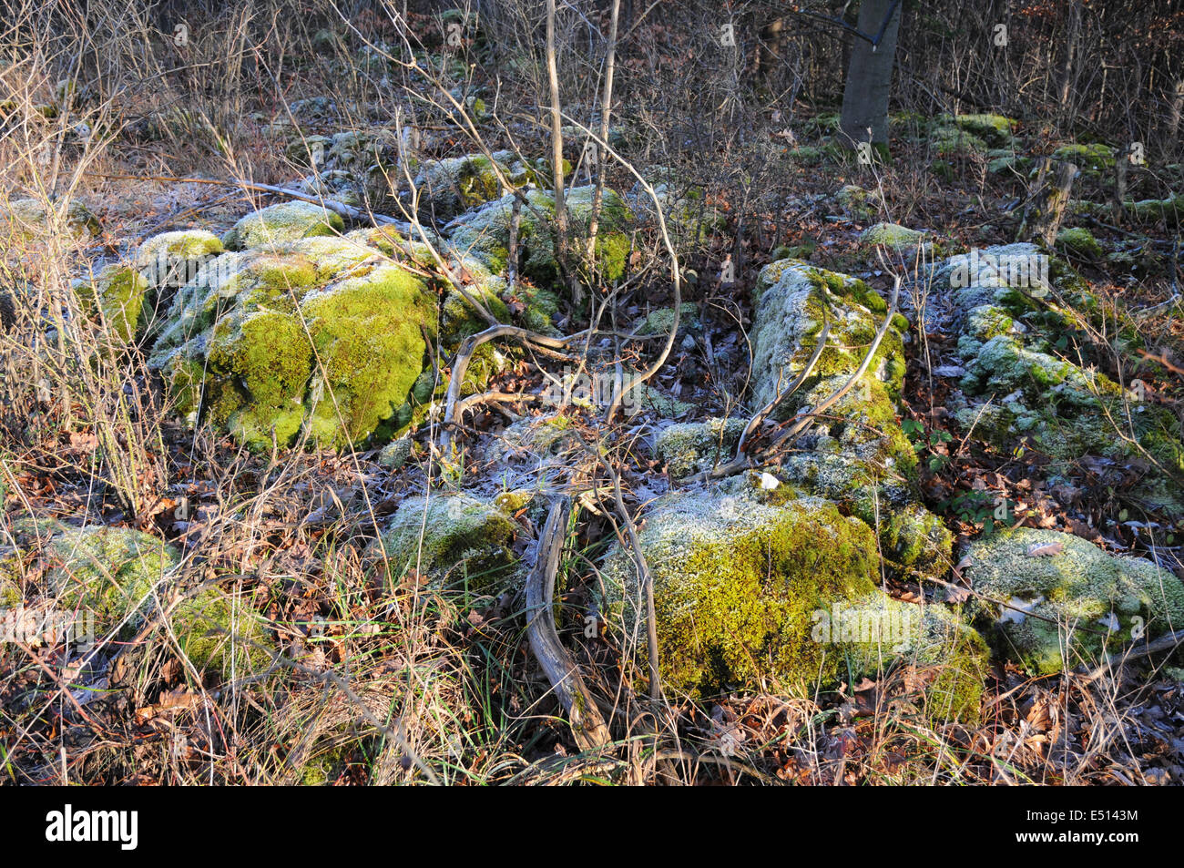 Moss on stones in winter Stock Photo