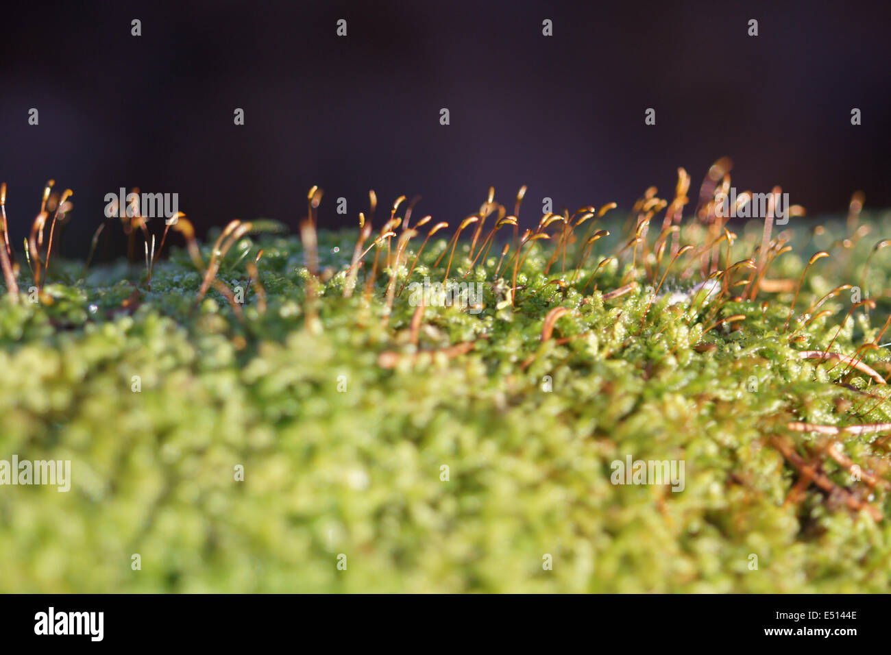 Sporn-heads on moss Stock Photo