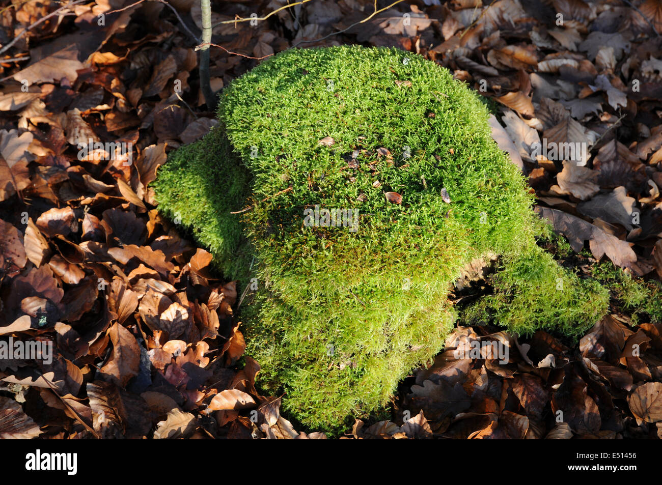 Tree stump with moss Stock Photo