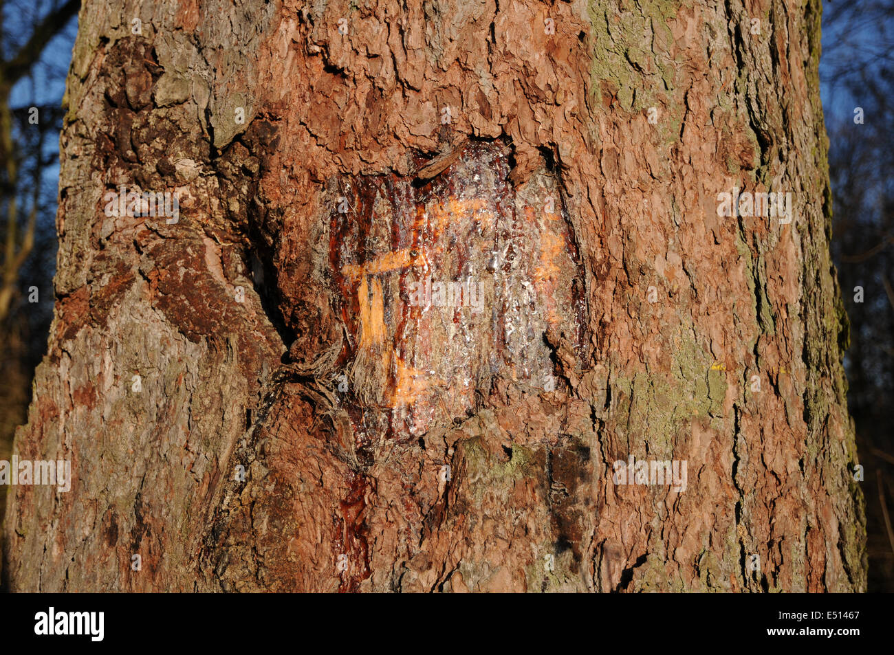 Wound in a larch trunk with resin Stock Photo