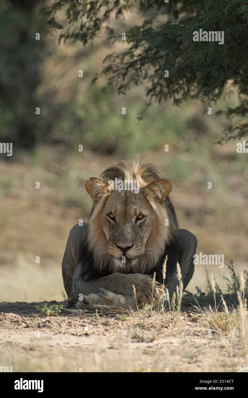 Black maned lion (Panthera Leo), Kgalagadi, South Africa Stock Photo