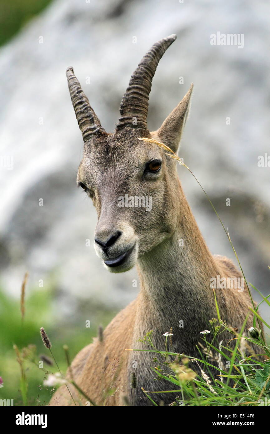 Female wild alpine ibex - steinbock portrait Stock Photo - Alamy